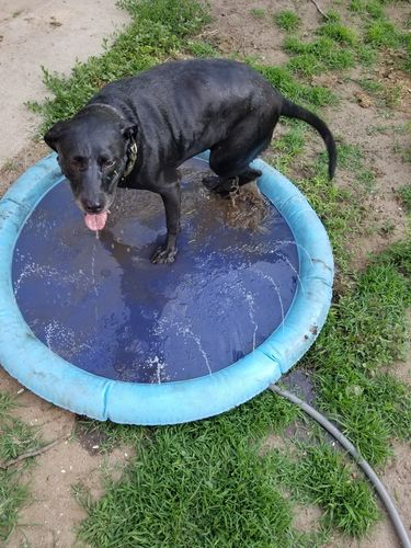 Dog Splash Sprinkler Pad photo review