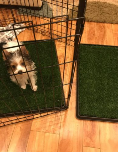 Dog Toilet Mat Indoor Restroom Training Grass Potty Pad photo review