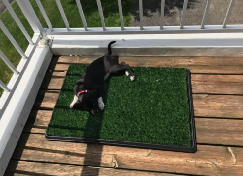 Dog Toilet Mat Indoor Restroom Training Grass Potty Pad photo review