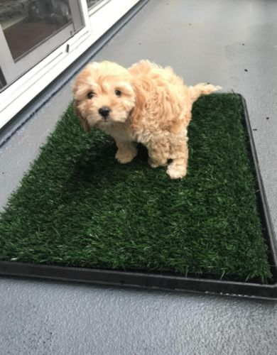 Dog Toilet Mat Indoor Restroom Training Grass Potty Pad photo review