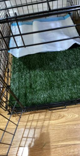 Dog Toilet Mat Indoor Restroom Training Grass Potty Pad photo review