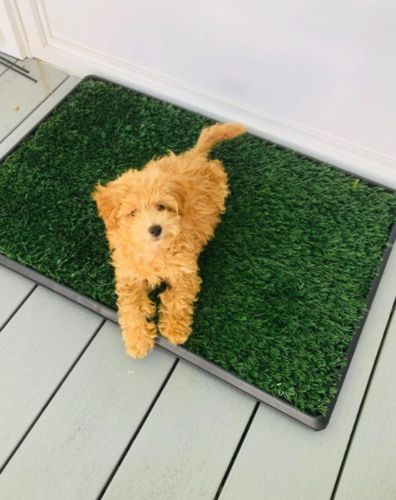 Dog Toilet Mat Indoor Restroom Training Grass Potty Pad photo review