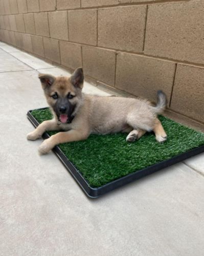 Dog Toilet Mat Indoor Restroom Training Grass Potty Pad photo review