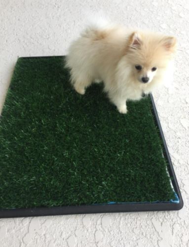 Dog Toilet Mat Indoor Restroom Training Grass Potty Pad photo review