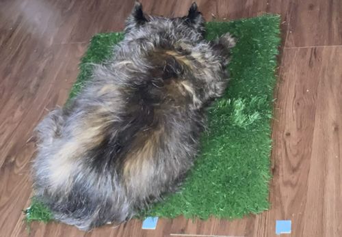 Dog Toilet Mat Indoor Restroom Training Grass Potty Pad photo review