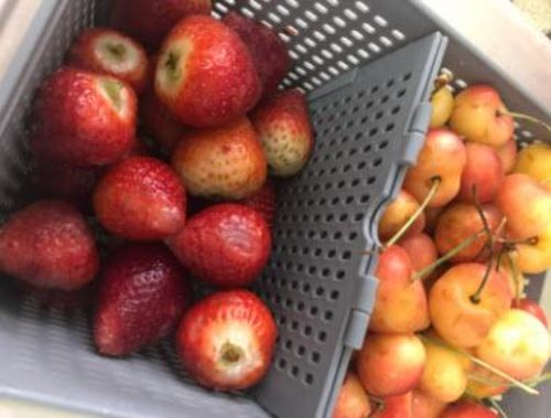 Fresh Produce Veable Fruit Storage Containers photo review