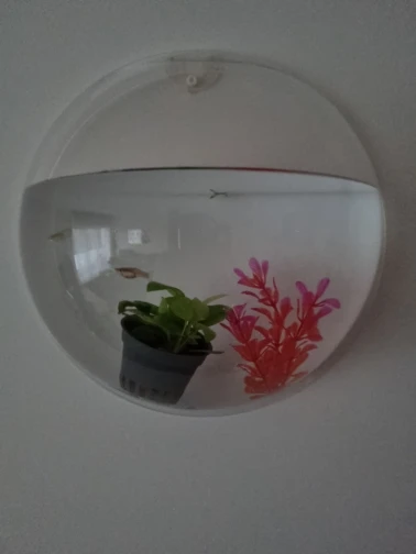 Betta Fish Aquarium Acrylic Fish Bowl Wall Hanging Aquarium Tank Aquatic Pet Supplies Pet Products photo review