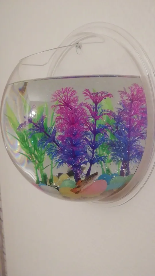 Betta Fish Aquarium Acrylic Fish Bowl Wall Hanging Aquarium Tank Aquatic Pet Supplies Pet Products photo review