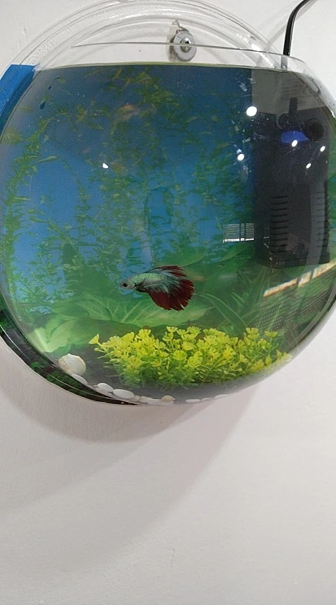 Betta Fish Aquarium Acrylic Fish Bowl Wall Hanging Aquarium Tank Aquatic Pet Supplies Pet Products photo review