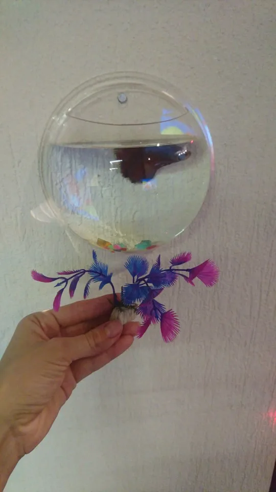 Betta Fish Aquarium Acrylic Fish Bowl Wall Hanging Aquarium Tank Aquatic Pet Supplies Pet Products photo review