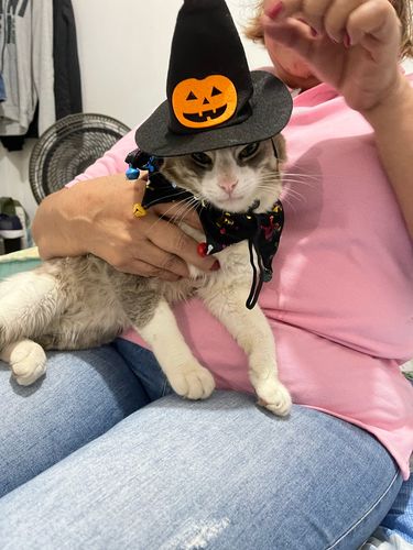 Halloween Costumes For Cats photo review