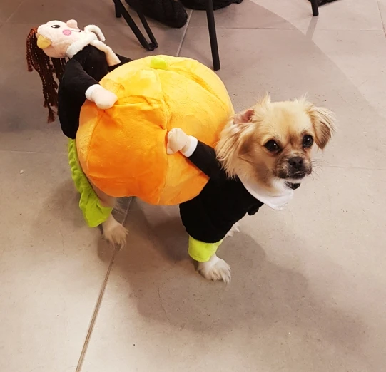 Halloween Special 49 Dog Cat Pumpkin Halloween Costume photo review