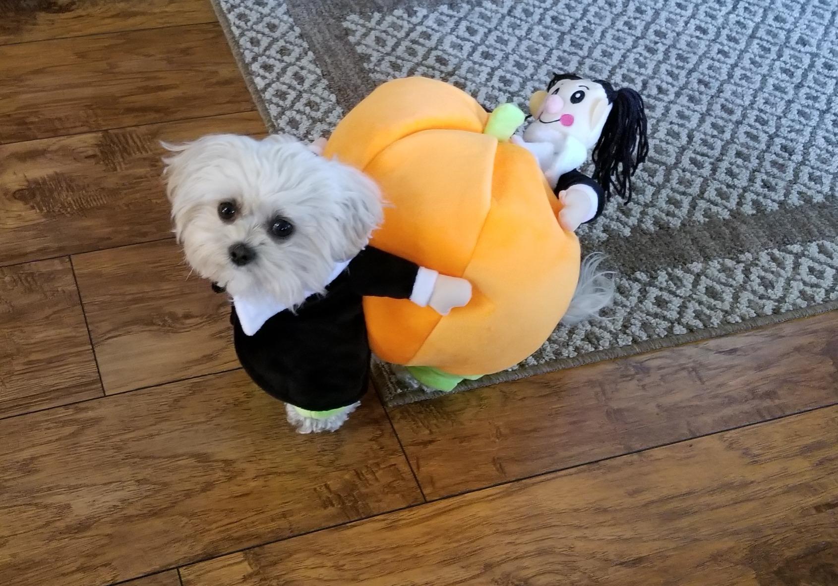 Halloween Special 49 Dog Cat Pumpkin Halloween Costume photo review