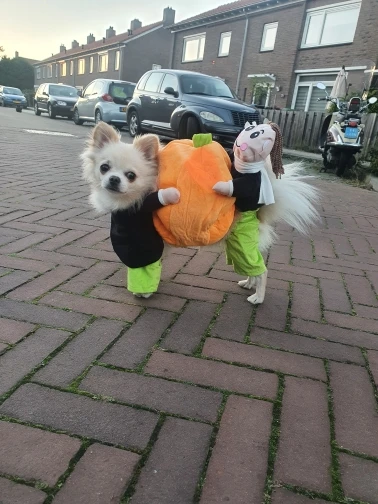 Halloween Special 49 Dog Cat Pumpkin Halloween Costume photo review