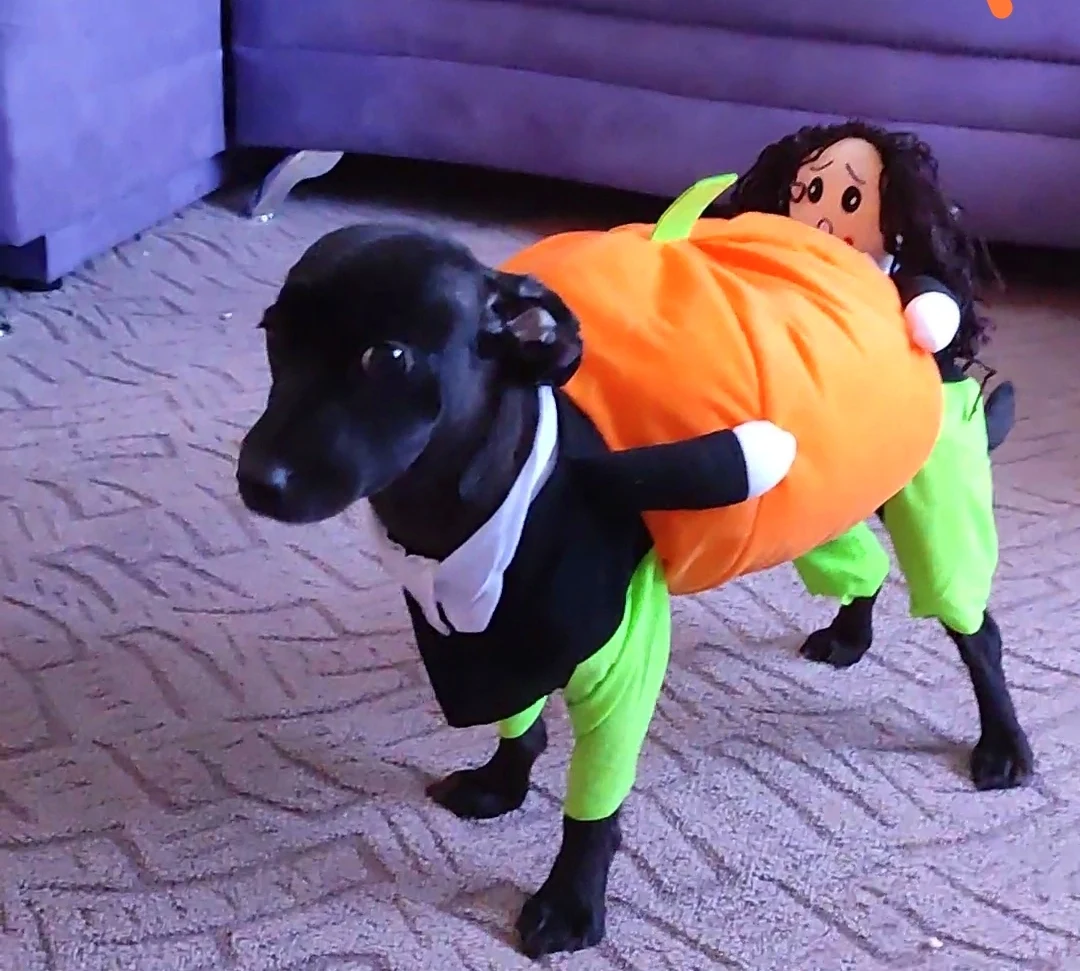 Halloween Special 49 Dog Cat Pumpkin Halloween Costume photo review