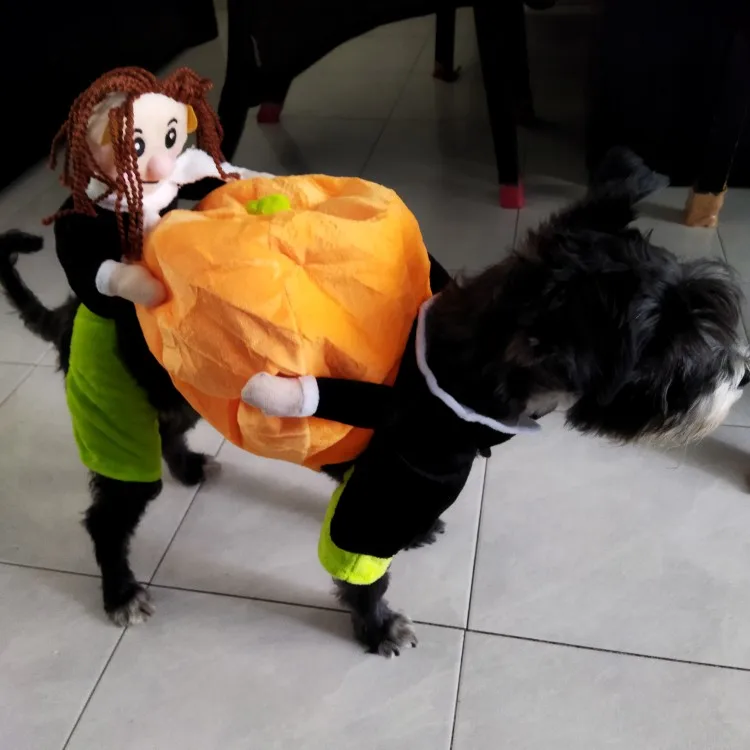 Halloween Special 49 Dog Cat Pumpkin Halloween Costume photo review