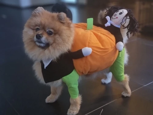 Halloween Special 49 Dog Cat Pumpkin Halloween Costume photo review