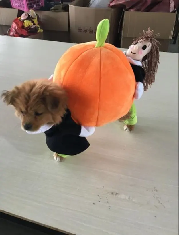 Halloween Special 49 Dog Cat Pumpkin Halloween Costume photo review