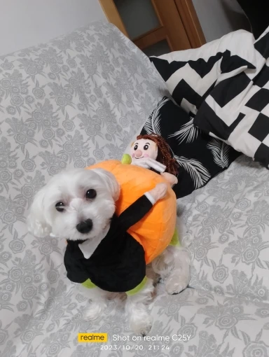 Halloween Special 49 Dog Cat Pumpkin Halloween Costume photo review