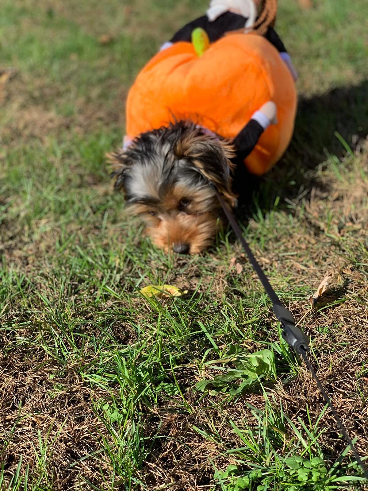 Halloween Special 49 Dog Cat Pumpkin Halloween Costume photo review