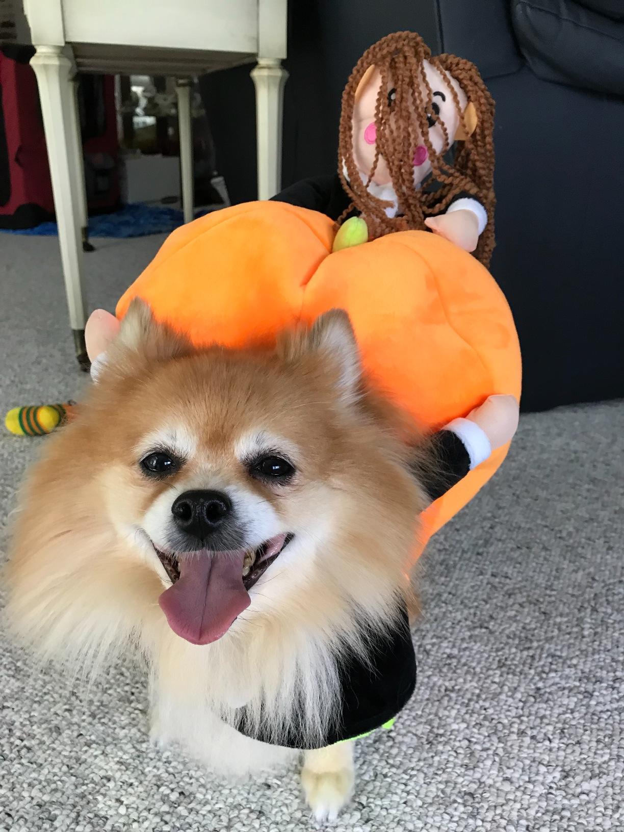 Halloween Special 49 Dog Cat Pumpkin Halloween Costume photo review