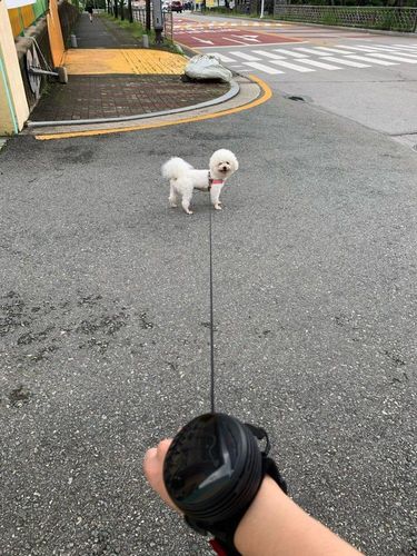 Hands Retractable Dog Leash - Wrist Strap 3M Reflective Dog Leash photo review