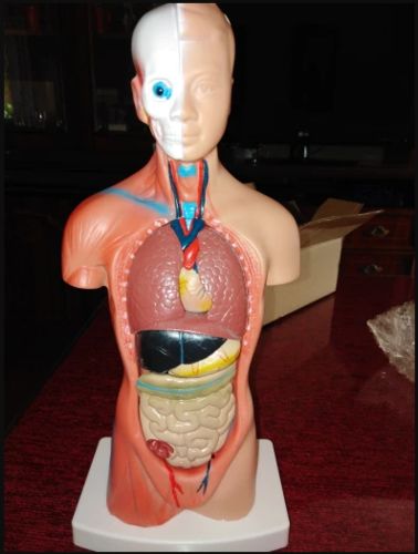 Human Torso Body Model Anatomy Medical Internal Organs For Teaching photo review