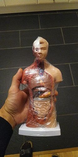 Human Torso Body Model Anatomy Medical Internal Organs For Teaching photo review