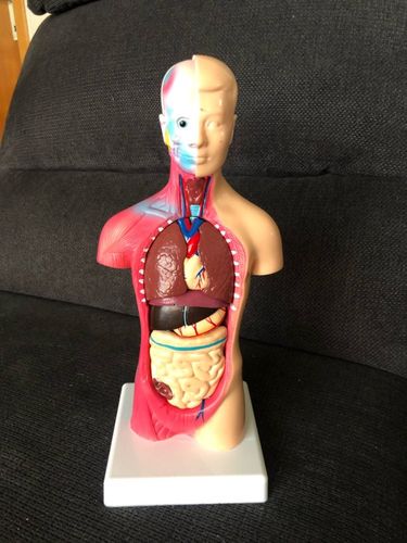 Human Torso Body Model Anatomy Medical Internal Organs For Teaching photo review