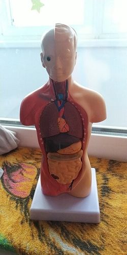 Human Torso Body Model Anatomy Medical Internal Organs For Teaching photo review