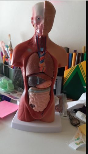 Human Torso Body Model Anatomy Medical Internal Organs For Teaching photo review