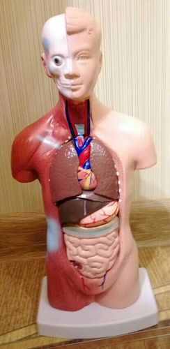 Human Torso Body Model Anatomy Medical Internal Organs For Teaching photo review