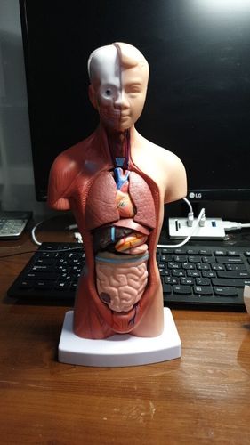 Human Torso Body Model Anatomy Medical Internal Organs For Teaching photo review