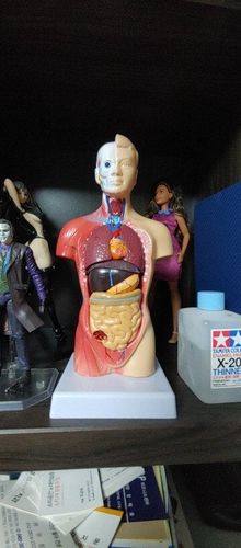 Human Torso Body Model Anatomy Medical Internal Organs For Teaching photo review