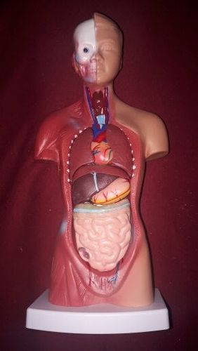 Human Torso Body Model Anatomy Medical Internal Organs For Teaching photo review