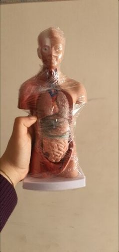 Human Torso Body Model Anatomy Medical Internal Organs For Teaching photo review