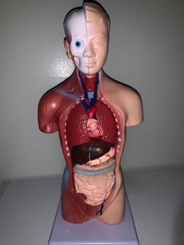 Human Torso Body Model Anatomy Medical Internal Organs For Teaching photo review