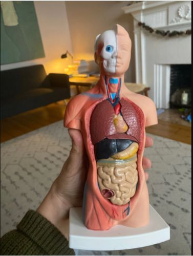 Human Torso Body Model Anatomy Medical Internal Organs For Teaching photo review