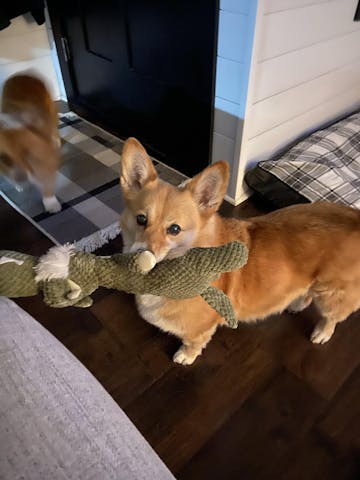 Durable Plush Dog Chew Toys for Heavy Chewers photo review