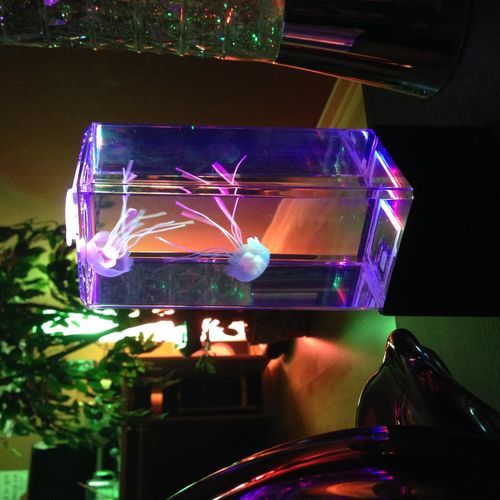 Jellyfish Aquarium Lamp photo review