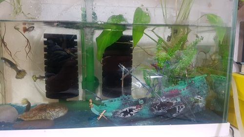 Large Shipwreck Aquarium Decoration photo review