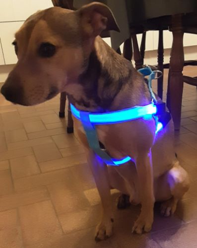 SafeWalk LED Dog Harness photo review