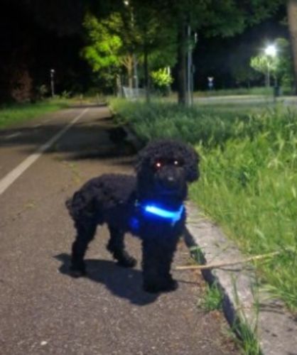 SafeWalk LED Dog Harness photo review