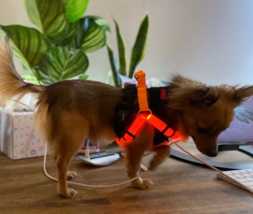 SafeWalk LED Dog Harness photo review