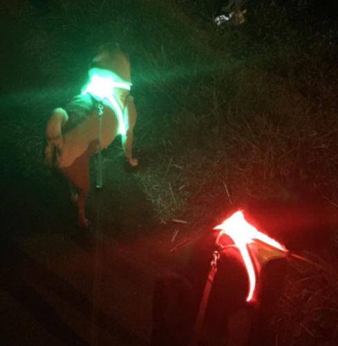 SafeWalk LED Dog Harness photo review