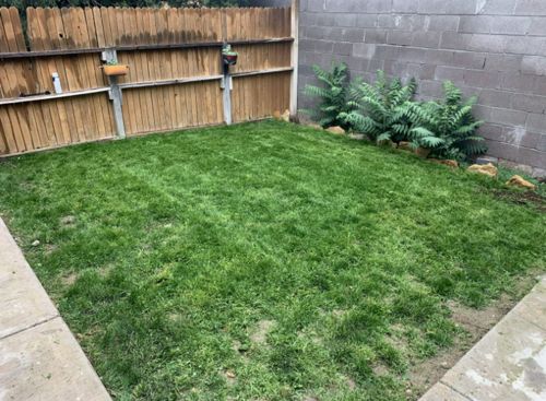 Liquid Lawn System photo review