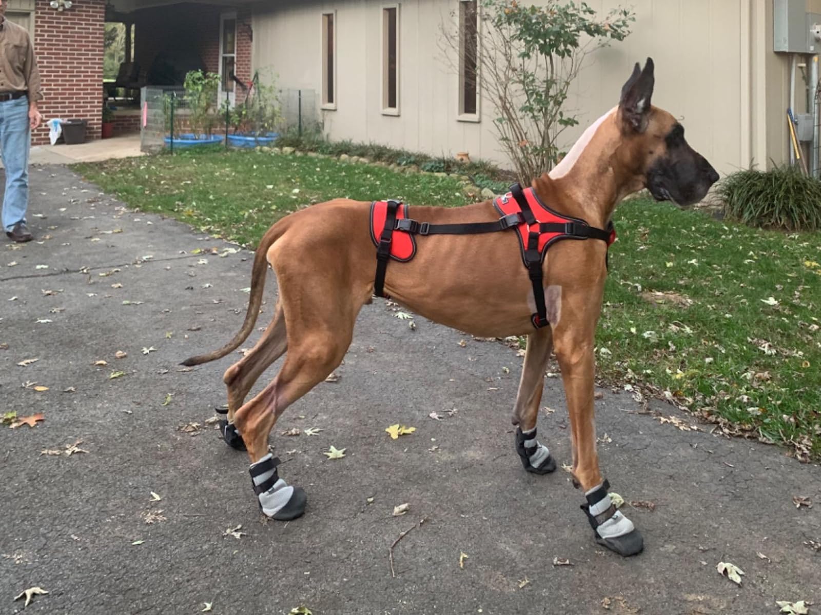 Multi Functional Full Body Lifting Dog Harness photo review