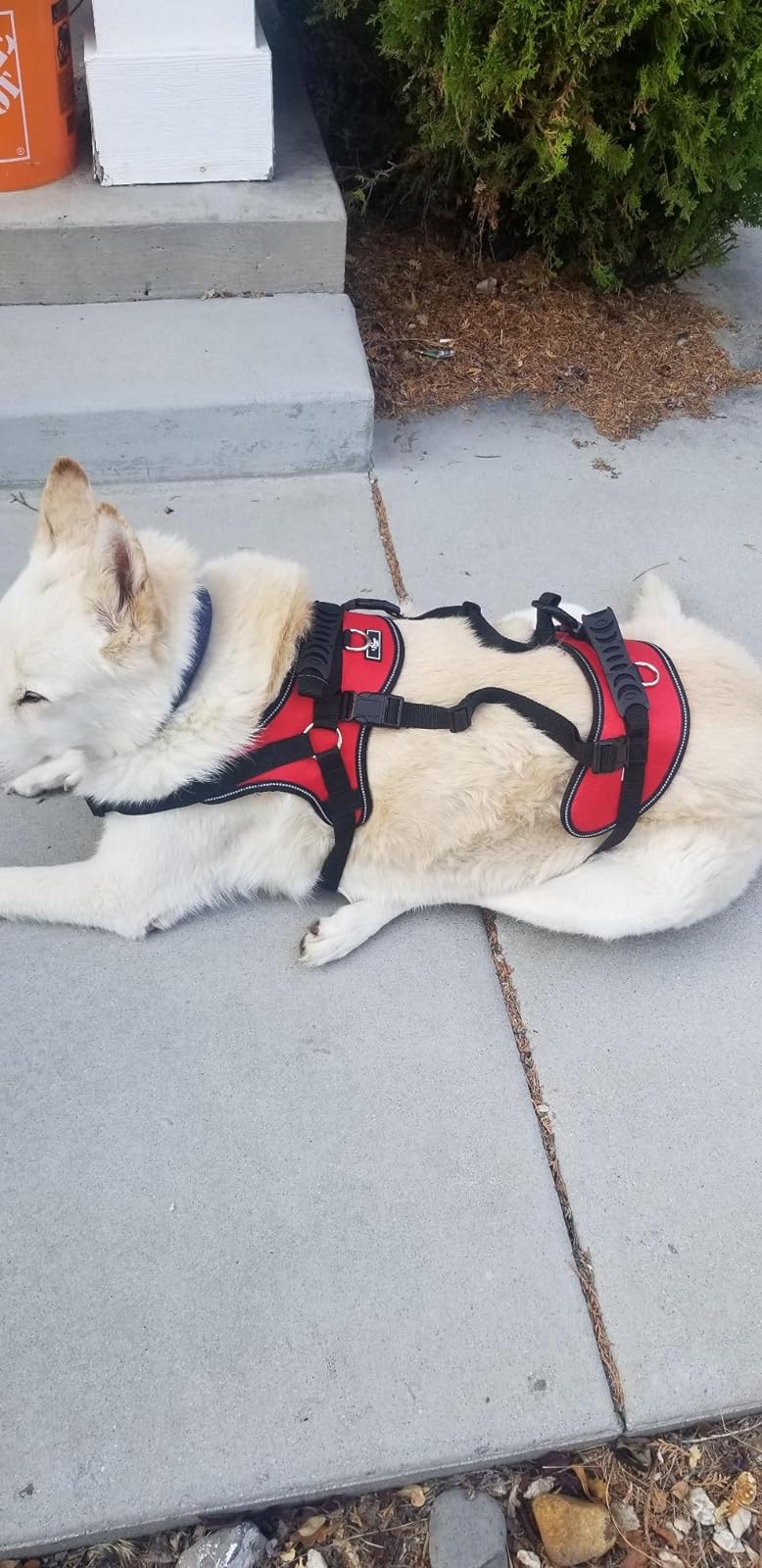 Multi Functional Full Body Lifting Dog Harness photo review