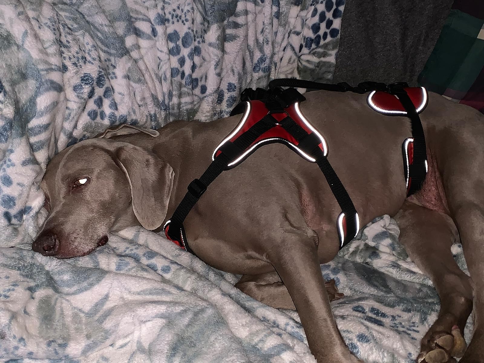 Multi Functional Full Body Lifting Dog Harness photo review