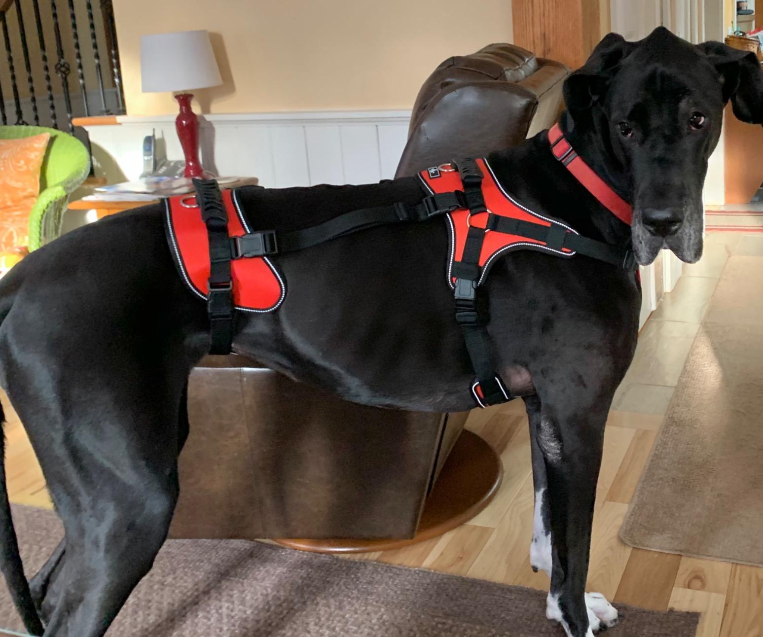 Multi Functional Full Body Lifting Dog Harness photo review